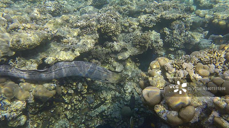 阳光下珊瑚礁上的海鳝特写，红海，埃及图片素材