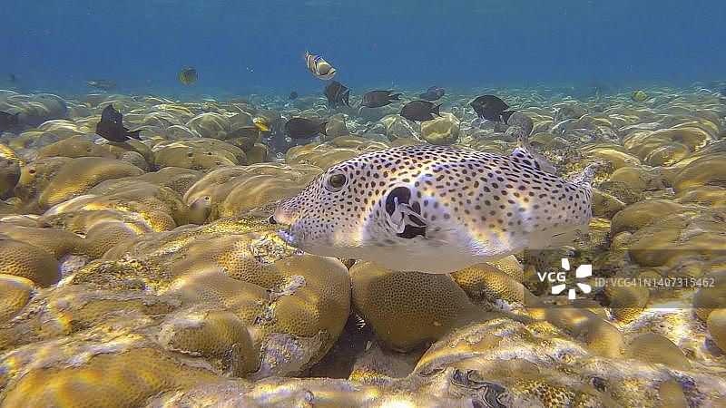 星点多齿海豚在珊瑚礁上游动（埃及红海）图片素材