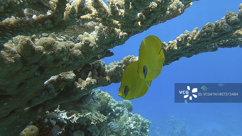 红海的假面蝴蝶鱼情侣在珊瑚下游泳（埃及）图片素材