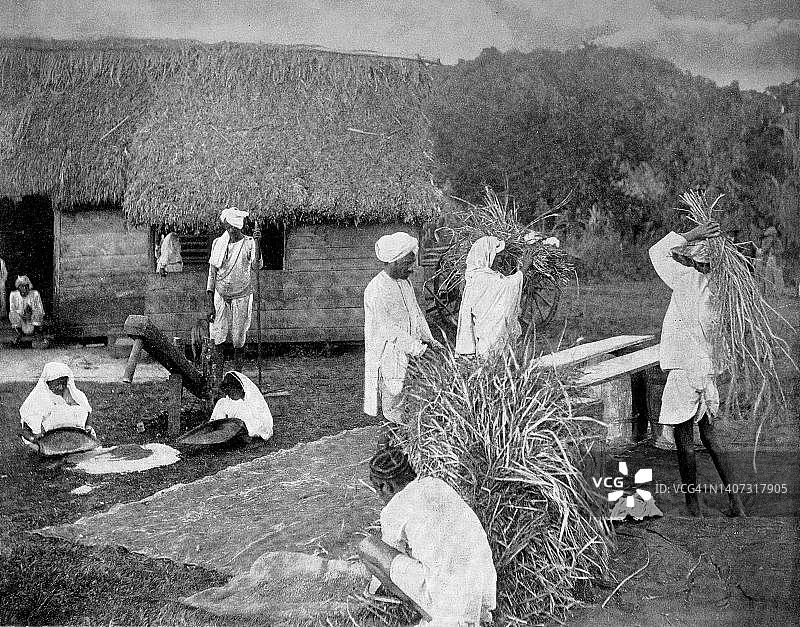 牙买加的契约劳工或日工在收割水稻，约1880年，牙买加，历史照片，19世纪摄影原件的数字修复复制品图片素材