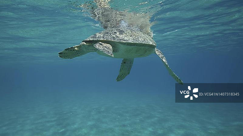 红海埃及水下绿海龟图片素材