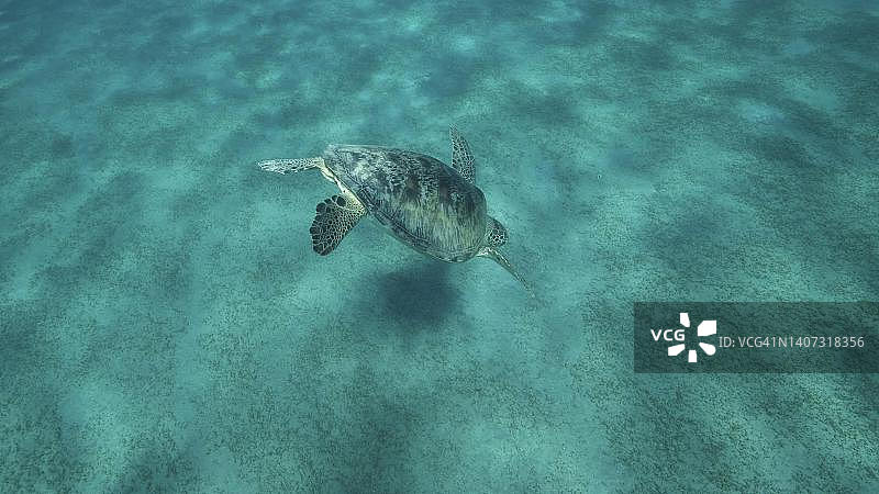 绿海龟畅游于海床上，覆盖海草图片素材