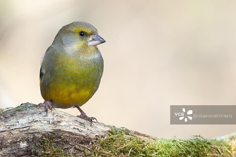 冬日法国阿尔萨斯：栖息于树枝上的绿雀图片素材