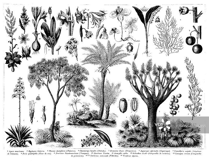 古董雕刻收藏，植物学:植物部分图片素材