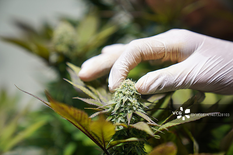 温控室内光照下药用大麻图片素材