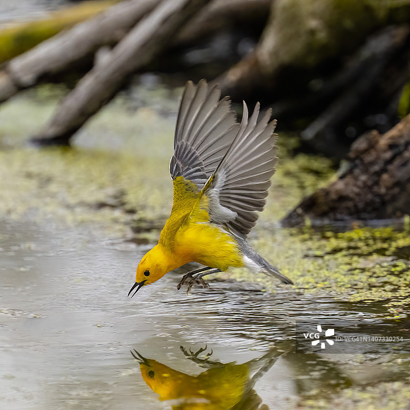 飞行中的金黄莺图片素材