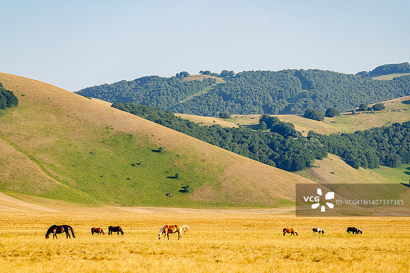 自由自在吃草的野马图片素材