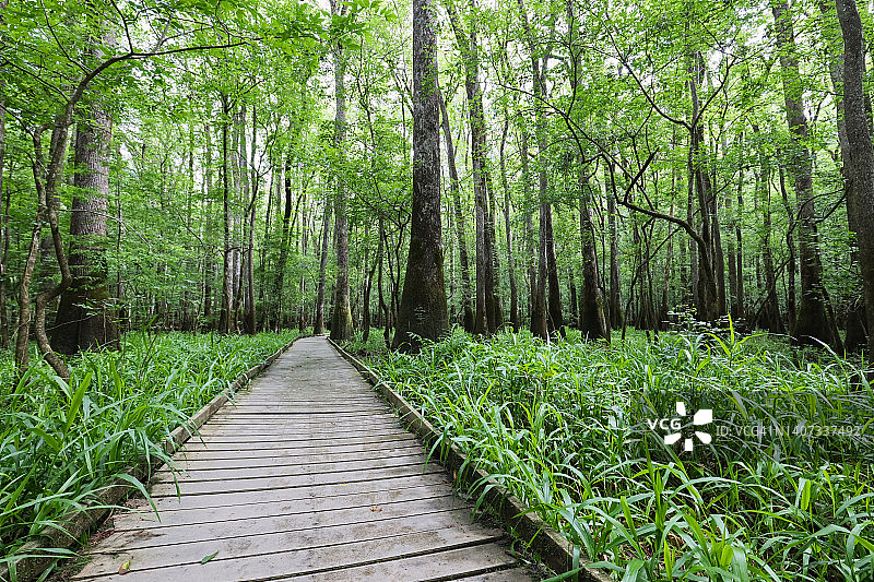 茂盛的自然风光图片素材