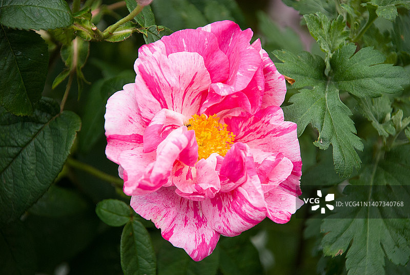 玫瑰Gallica Versicolour”图片素材