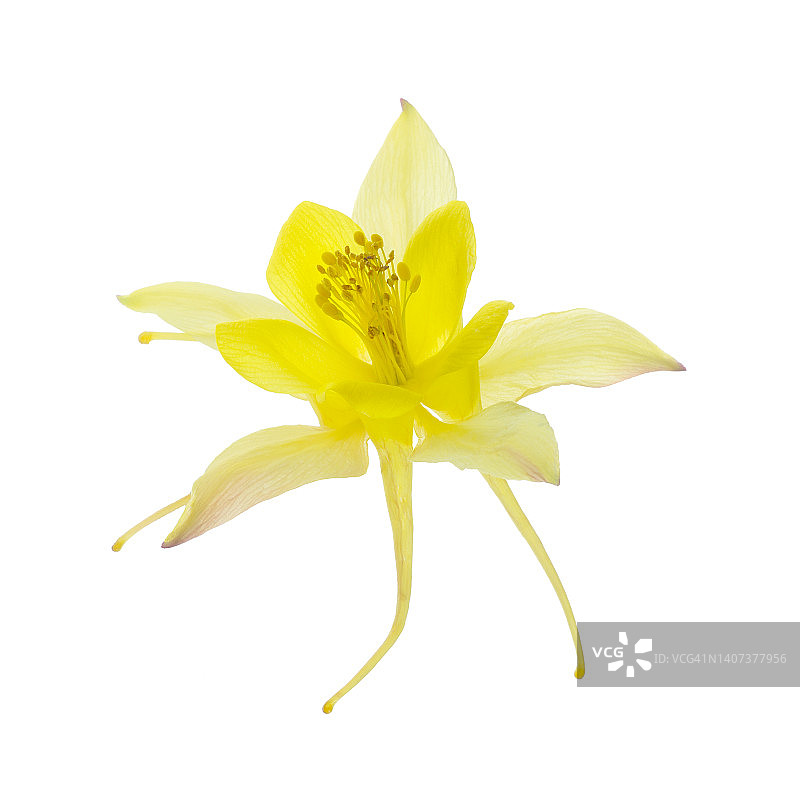 特写黄色耧斗菜花图片素材