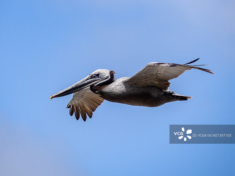 加利福尼亚褐鹈鹕图片素材