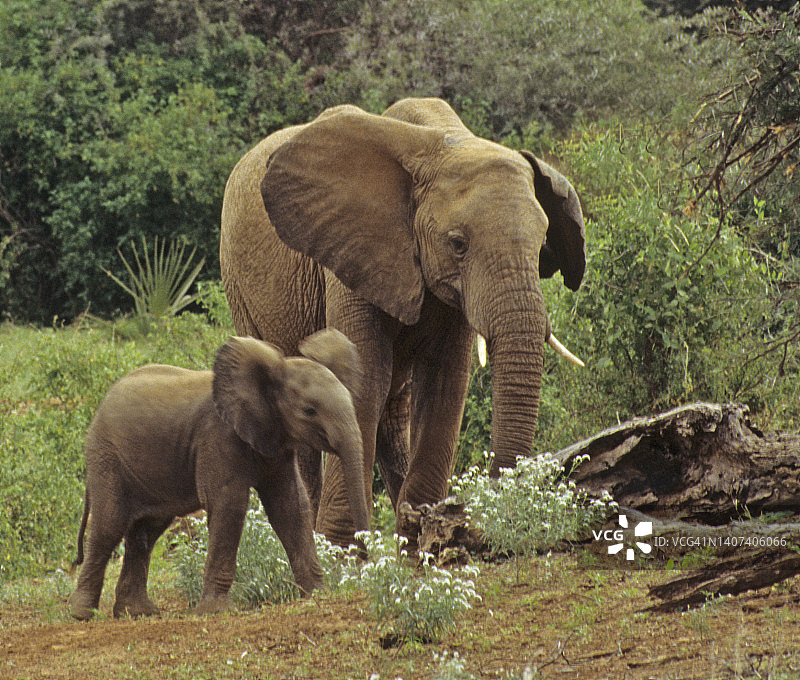 非洲象（非洲象）成年与幼年图片素材