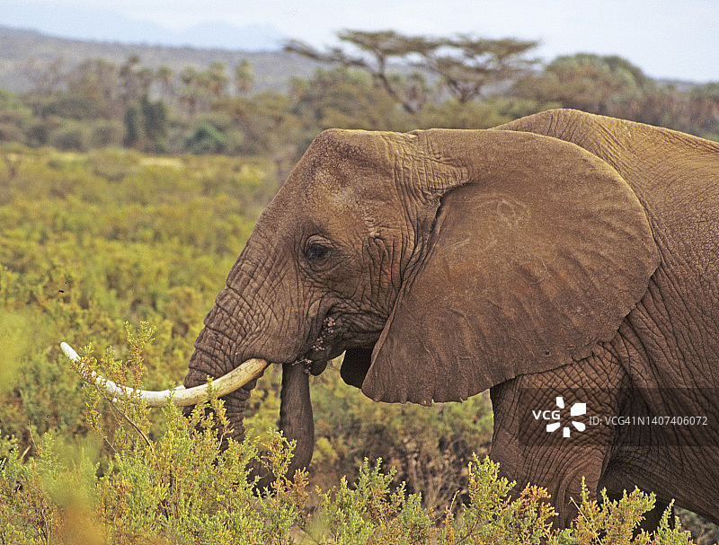 非洲象（非洲象），雄性，有巨大的象牙图片素材