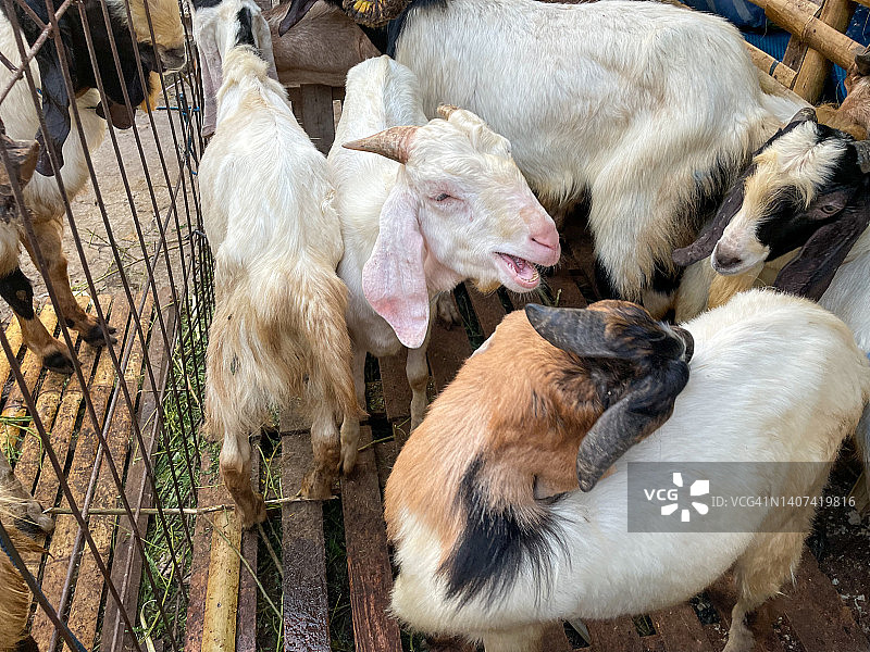 山羊面临宰牲节图片素材