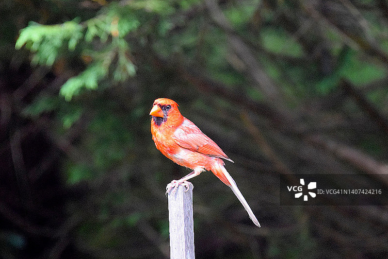 北美红雀图片素材