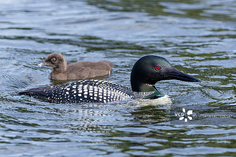 夕阳下的潜鸟母子图片素材