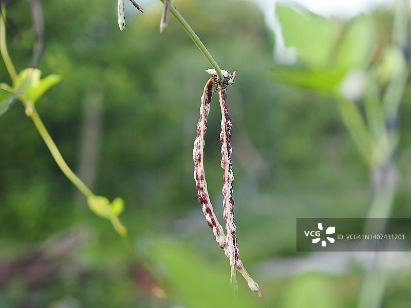 花园中盛开的豆角和白刀豆图片素材