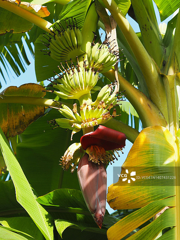 香蕉树上的绿色香蕉果实图片素材
