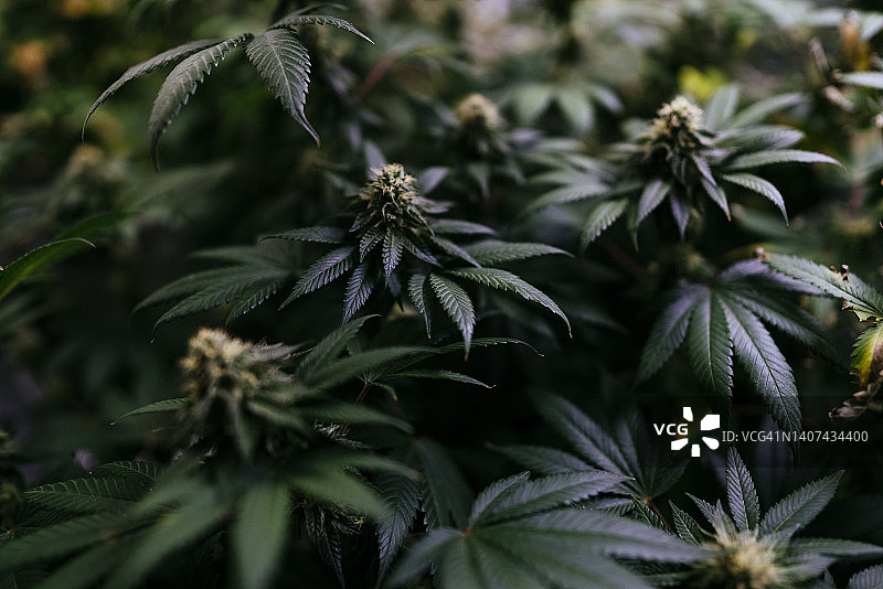 特写有机植物开花结果待收获图片素材