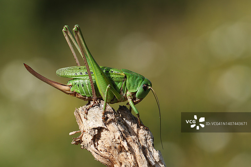 稀有的疣蝗栖息在向南的白垩山坡灌木丛的树枝上图片素材