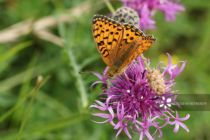 一只深绿色银纹蝴蝶在大 Knapweed 花上采蜜图片素材