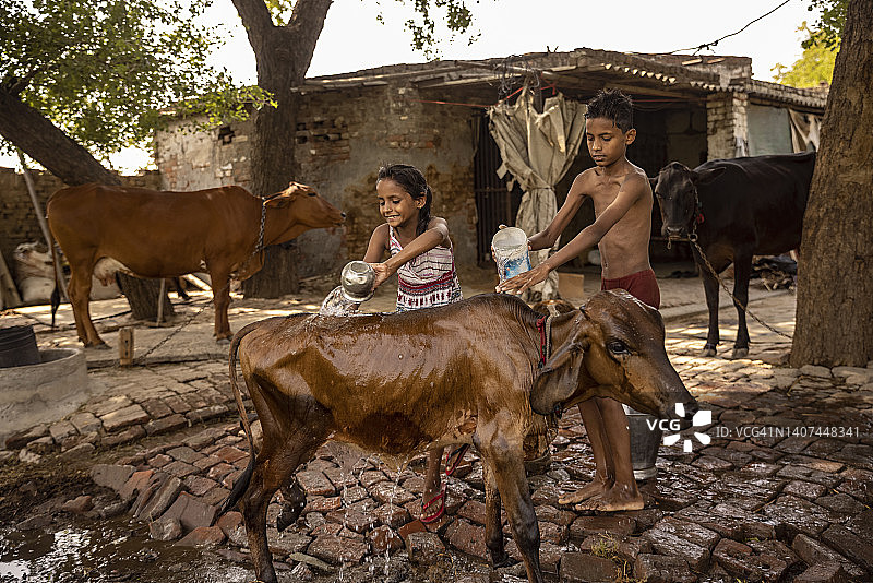女孩和她的兄弟在家给奶牛洗澡图片素材