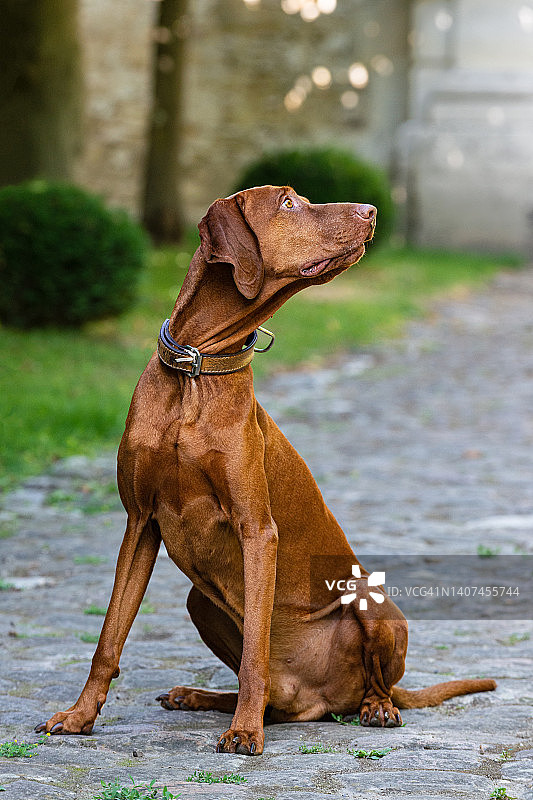 维兹拉犬坐着看向侧面图片素材