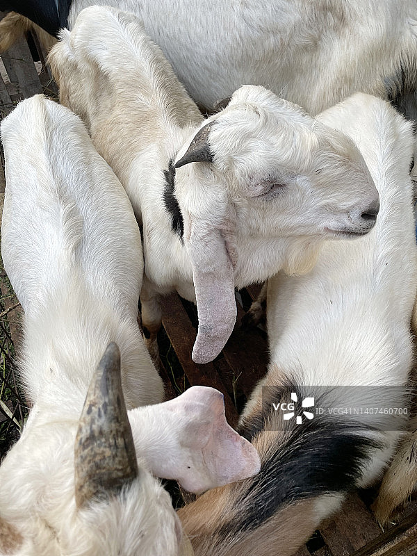 用于宰牲节的牛图片素材