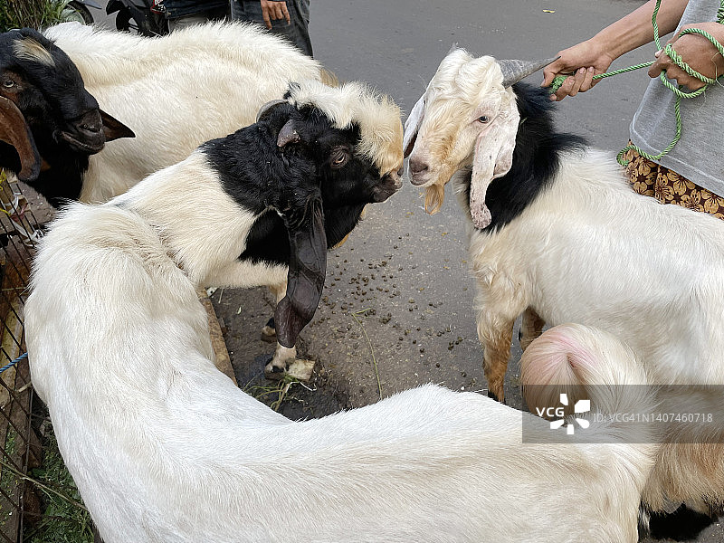 用于宰牲节的牛图片素材