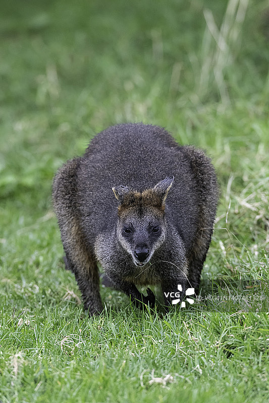 红颈小袋鼠图片素材