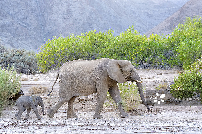 非洲象，适应沙漠环境的象图片素材