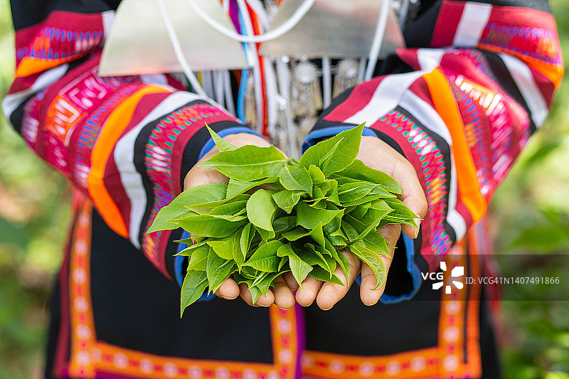 采摘茶叶图片素材