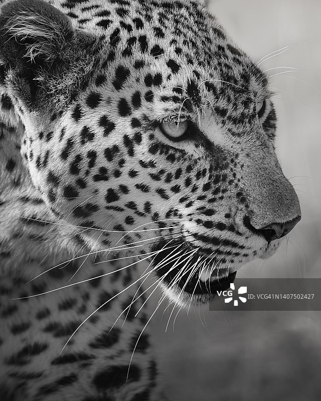 黑白照片：肯尼亚马赛马拉的豹子Kaboso特写图片素材