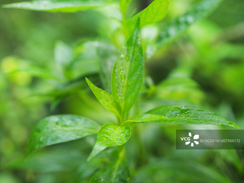 穿心莲，泰国草药，缓解喉咙痛，退烧，绿色蔬菜可预防新冠图片素材