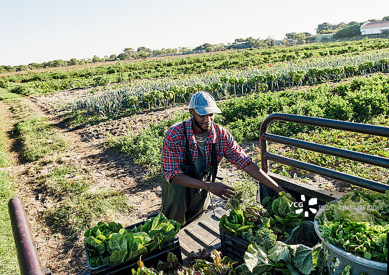 一位年轻的农场主和经理从上方将新鲜采摘的农作物装到拖车卡车上，在可持续农场上种植蔬菜图片素材