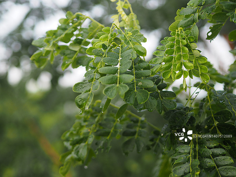 雨树合欢绿叶自然背景图片素材