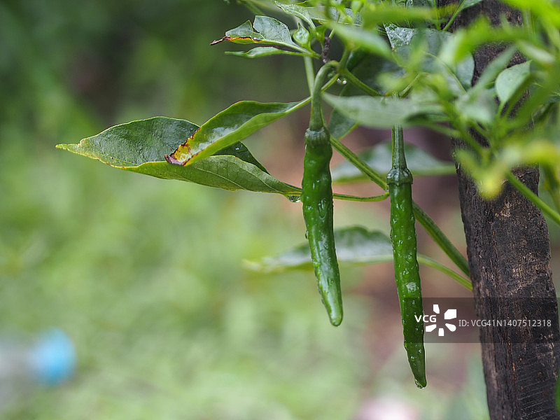 泰国绿辣椒，辣椒，在花园中绽放，辣椒图片素材