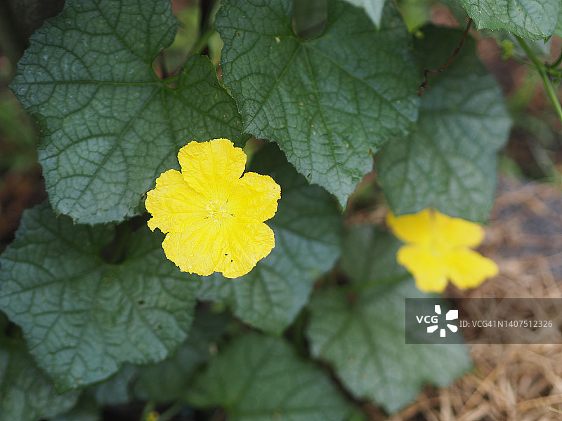 丝瓜花图片素材