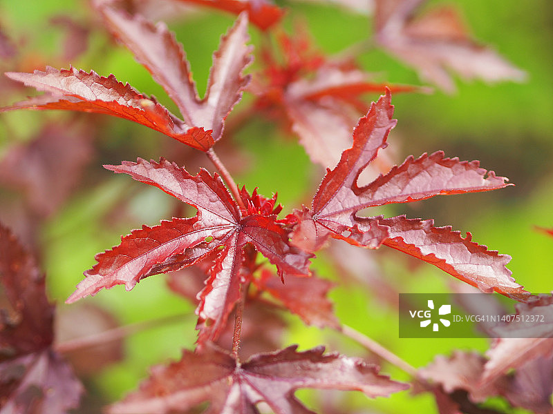 非洲芙蓉锦葵科红叶植物图片素材