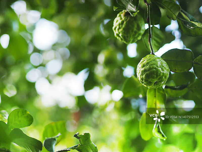 花园中树上的粗皮绿色蔬菜：卡菲尔青柠图片素材