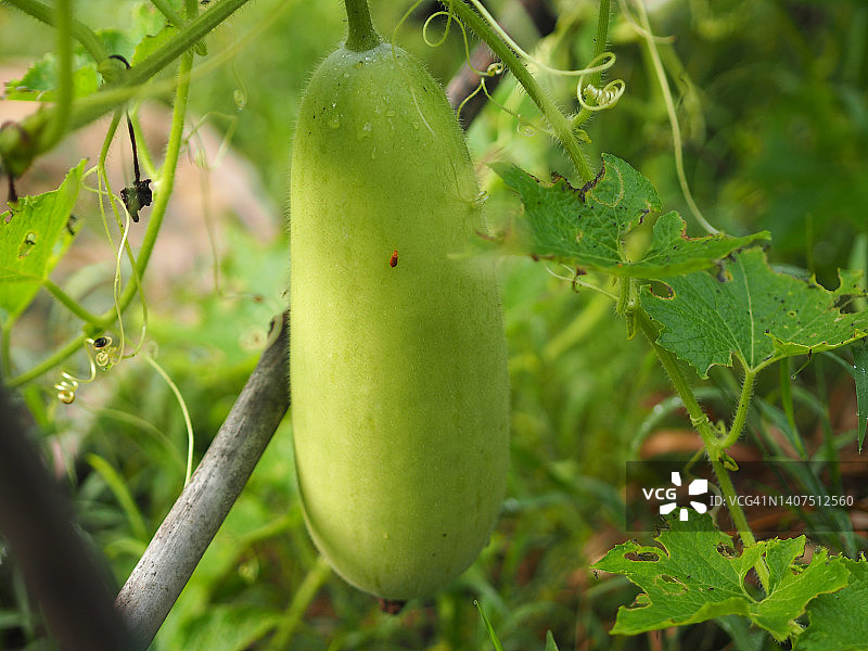 花园里的冬瓜图片素材