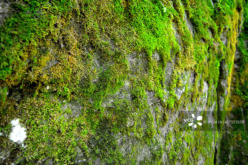 地衣苔藓特写图片素材