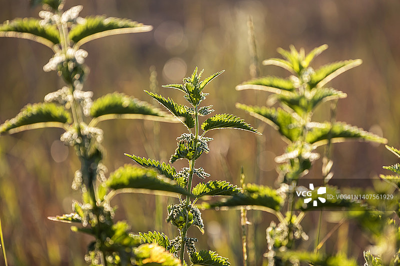 荨麻图片素材