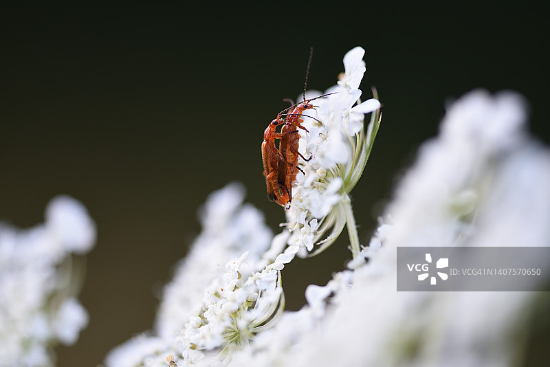 甲虫交配图片素材