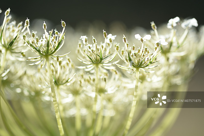 伯伦克劳图片素材