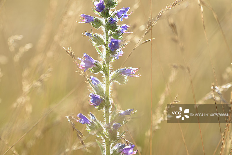 暮光下的Natternkopf图片素材