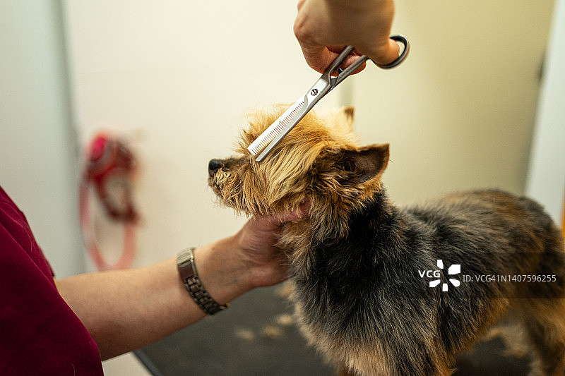 理发师修剪约克夏犬毛发特写图片素材