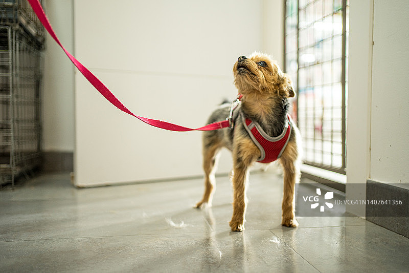 宠物美容店里等待的约克夏犬图片素材