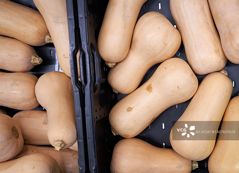 冬南瓜图片素材