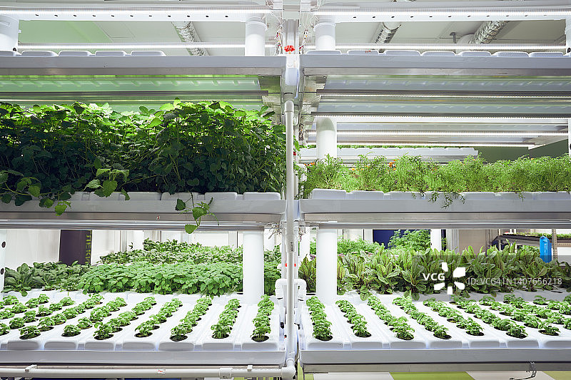 垂直农场的植物图片素材
